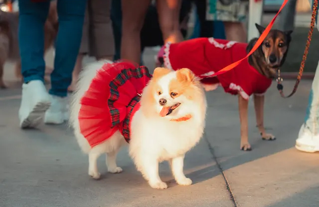Direção criativa Festa Aunina